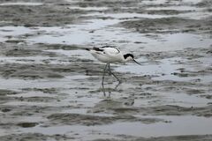 Recurvirostra avosetta