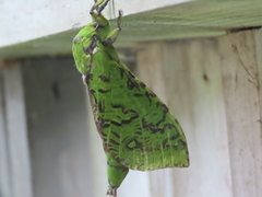 Aenetus virescens