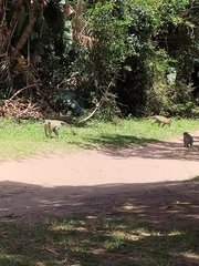 Chlorocebus pygerythrus pygerythrus