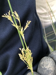 Juncus pallidus