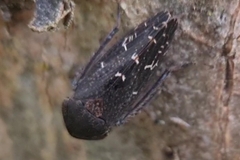 Eurymeloides