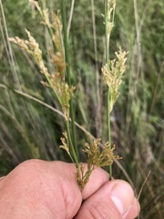 Juncus pallidus