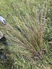 Juncus pallidus