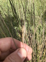 Juncus pallidus