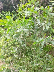 Acacia longifolia sophorae