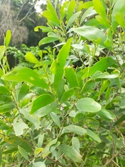 Acacia longifolia sophorae