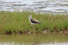 Himantopus himantopus