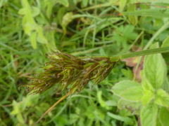 Carex leporina
