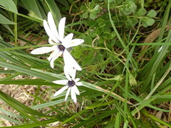 Dimorphotheca ecklonis