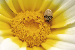 Anthrenus isabellinus