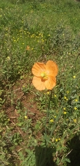 Papaver aculeatum