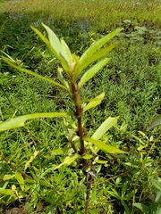 Hygrophila costata
