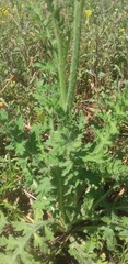 Papaver aculeatum