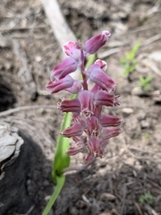 Lachenalia youngii