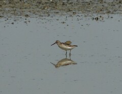 Calidris falcinellus