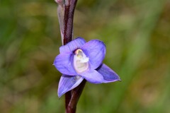 Thelymitra planicola