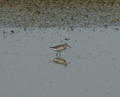 Calidris falcinellus