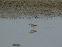 Calidris falcinellus
