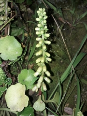 Umbilicus rupestris