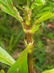 Hygrophila costata