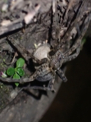 Dolomedes aquaticus