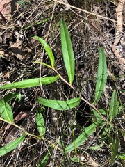Eremophila debilis