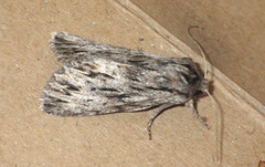 Asteroscopus sphinx