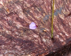 Utricularia lateriflora