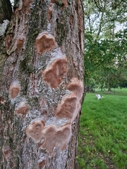 Fomitiporia punctata