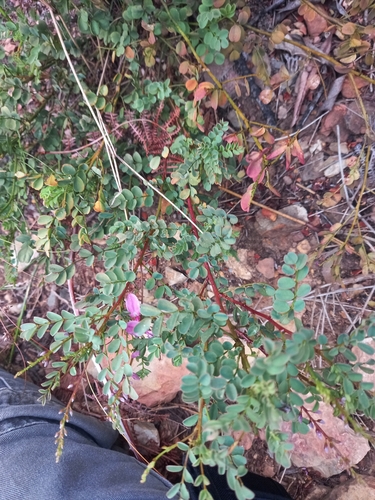 Image of Indigofera langebergensis by (c) kevin koen, some rights reserved (CC BY-SA)