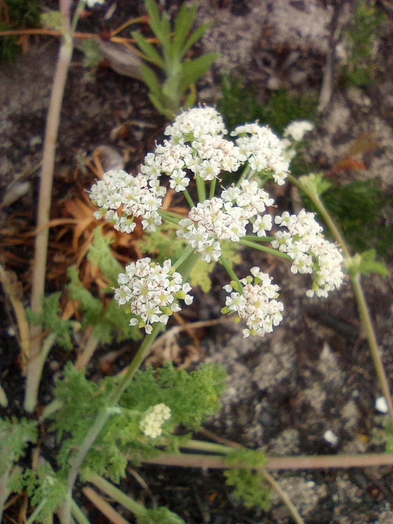 Capnophyllum lutzeyeri