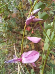 Indigofera langebergensis