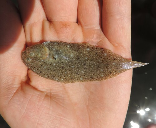 Blackhand sole (Pegusa nasuta) — Soleidae — 3