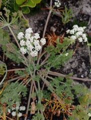 Capnophyllum lutzeyeri