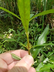 Hygrophila costata