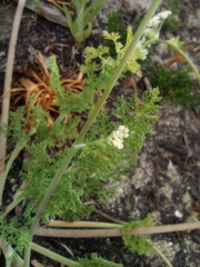 Capnophyllum lutzeyeri