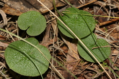 Corybas diemenicus