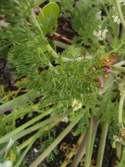 Capnophyllum lutzeyeri