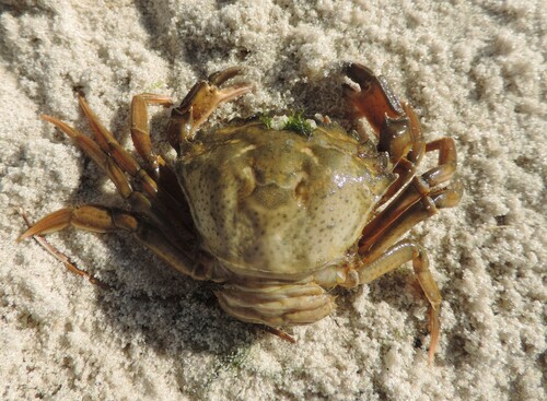Mediterranean Green Crab, Holoprystans'kyi, Kherson, Ukraine, photo 10 of 10