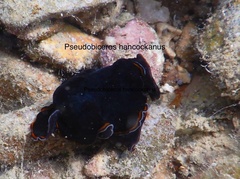 Pseudobiceros hancockanus