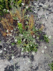 Capnophyllum lutzeyeri