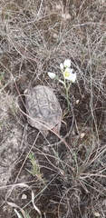 Homopus areolatus