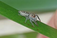 Opisthoncus polyphemus