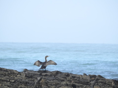 Phalacrocorax capensis