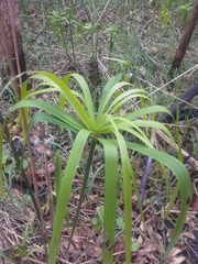 Cyperus albostriatus