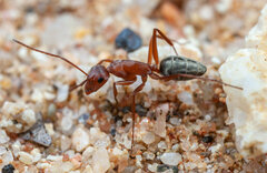 Camponotus vestitus