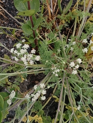 Capnophyllum lutzeyeri