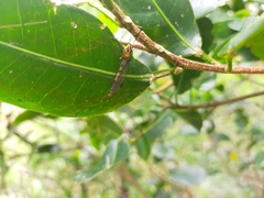 Nephrotoma australasiae