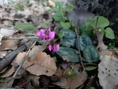 Cyclamen coum