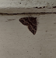 Xanthorhoe semifissata